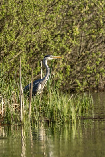 Grey heron (Ardea cinerea), standing by the water while hunting, Vulkaneifel, Rhineland-Palatinate,