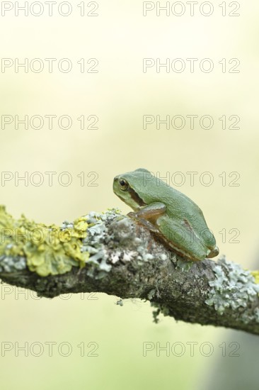European tree frog (Hyla arborea) sitting on a lichen-covered branch in its natural environment,