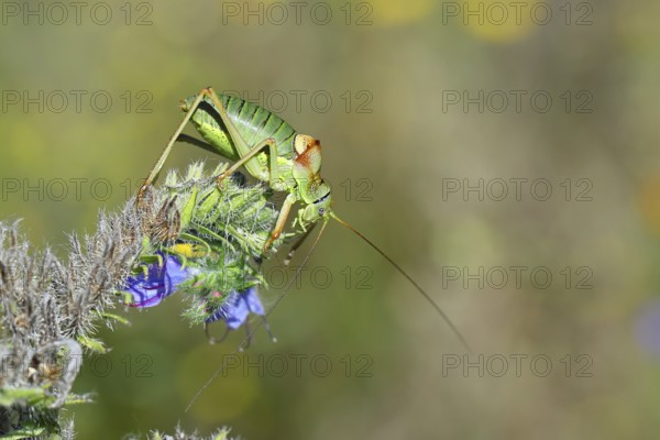 Steppe saddle grasshopper, steppe saddle grasshopper (Ephippiger ephippiger), male, on Viper's