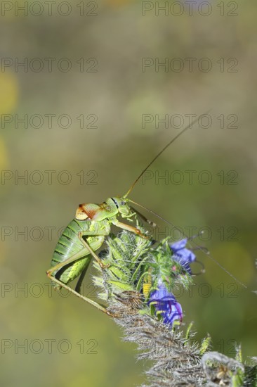 Steppe saddle grasshopper, steppe saddle grasshopper (Ephippiger ephippiger), male, on Viper's