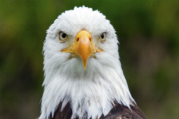 Bald eagle, Haliaeetus leucocephalus, Eagle perched and watching, Look straight ahead, Portrait,