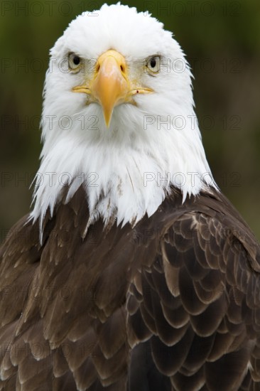Bald eagle, Haliaeetus leucocephalus, Eagle perched and watching, Look straight ahead, Portrait,
