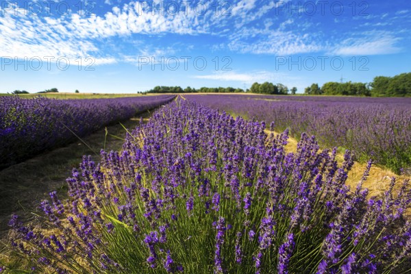 Lavender field near Grünstadt (Pfalz) ***The Gaul winery cultivates lavender and markets the