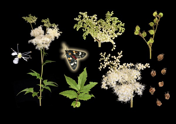 Meadowsweet (Filipendula ulmaria), buds, flowers, seeds, pretty bear (Callimorpha dominula),