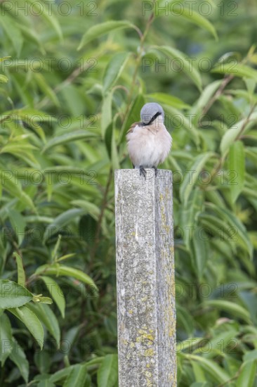 Red-backed shrike (Lanius collurio), Emsland, Lower Saxony, Germany