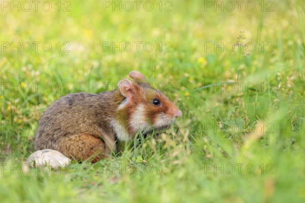 A European hamster (Cricetus cricetus) leaves his burrow