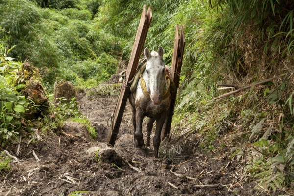 Draft horse, Horse carrying planks down a mountain, Imbabura province, Ecuador, South America