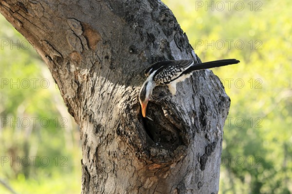 Southern Yellow-billed Hornbill (Tockus leucomelas), Red-ringed Hornbill, adult, male, at breeding