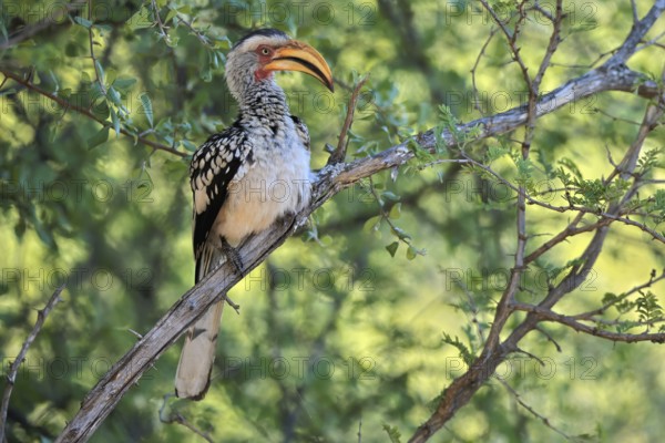 Southern Yellow-billed Hornbill (Tockus leucomelas), Red-ringed Hornbill, adult, on tree, alert,