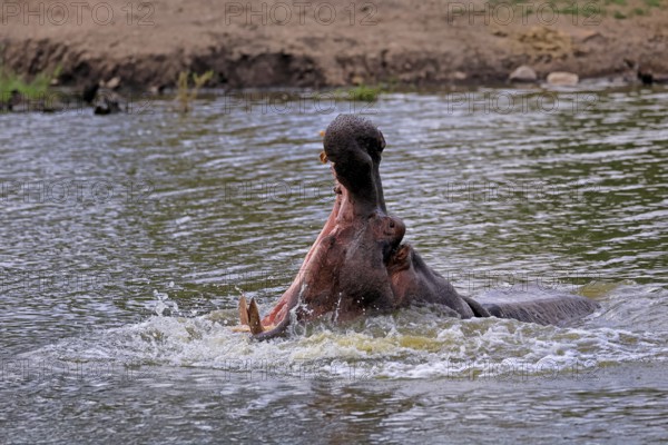 Hippopotamus (Hippopatamus amphibius), adult, in water, yawning, threatening, portrait, Kruger,