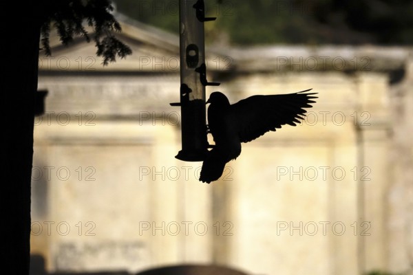 Pigeon at a feeding place, summer, Germany