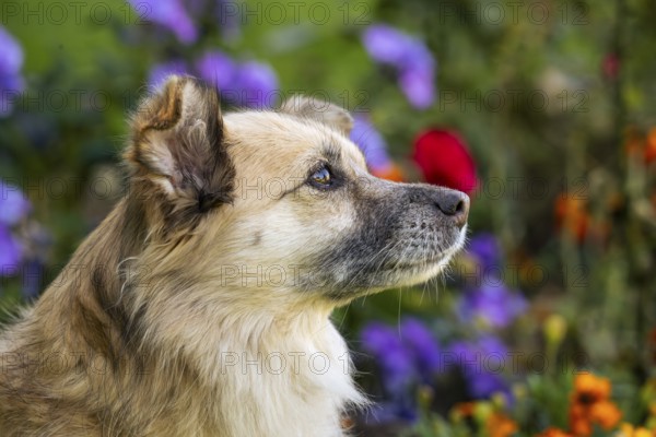Light brown mixed-breed dog, medium-length coat, portrait, in the garden. Older dog, white muzzle.