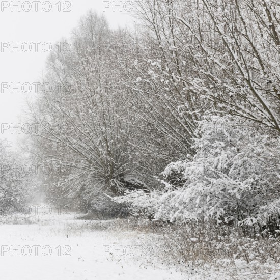 Onset of winter... Meerbusch (Rhineland) near Düsseldorf, snow-covered bushes and trees after a