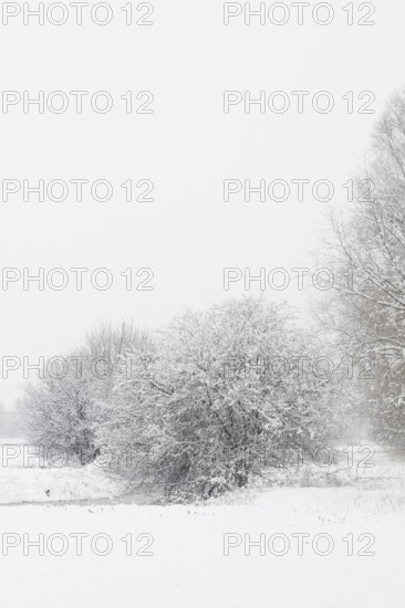 Onset of winter... Meerbusch (Rhineland) near Düsseldorf, snow-covered bushes and trees after a