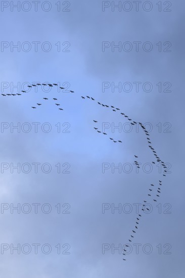 Cranes, grey cranes (Grus grus), crane migration, return of the cranes, cranes flying over, large