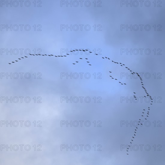 Cranes, grey cranes (Grus grus), crane migration, return of the cranes, cranes flying over, large