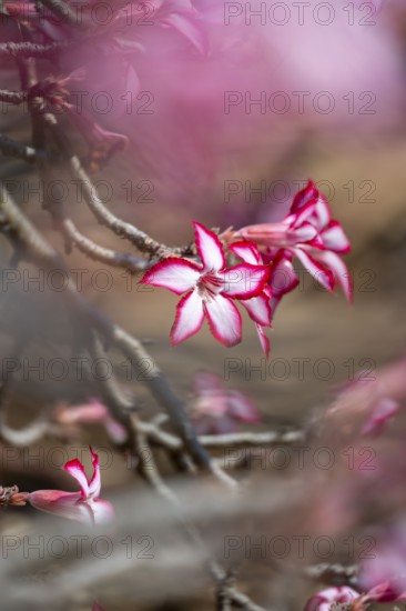 Multiflorous desert rose (Adenium multiflorum) also known as Sabi star, many pinkish white flowers,
