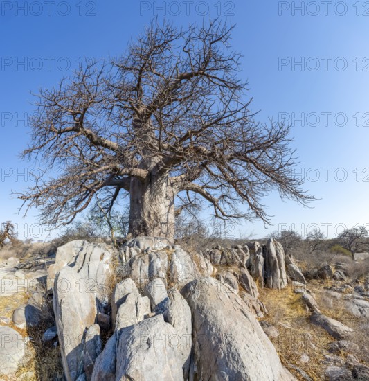 African baobab or baobab tree (Adansonia digitata), between round rocks, Kubu Island (Lekubu), Sowa
