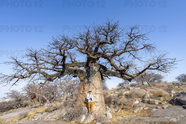 Tourist standing in front of a large baobab, African baobab or baobab tree (Adansonia digitata),