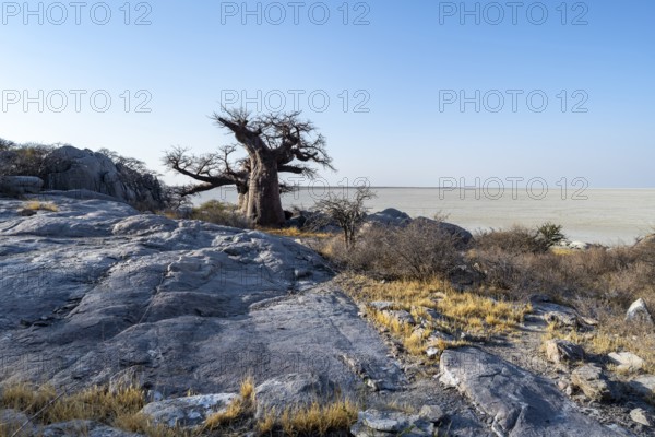 African baobab or baobab tree (Adansonia digitata), overlooking the salt pan, Kubu Island (Lekubu),
