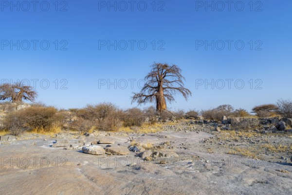 African baobab or baobab tree (Adansonia digitata), Kubu Island (Lekubu), Sowa Pan, Makgadikgadi