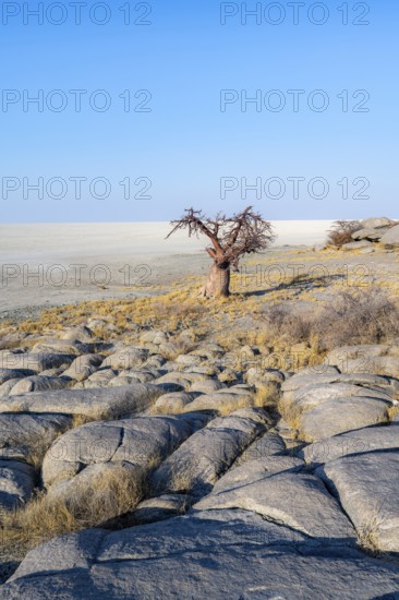 African baobab or baobab tree (Adansonia digitata), overlooking the salt pan, Kubu Island (Lekubu),