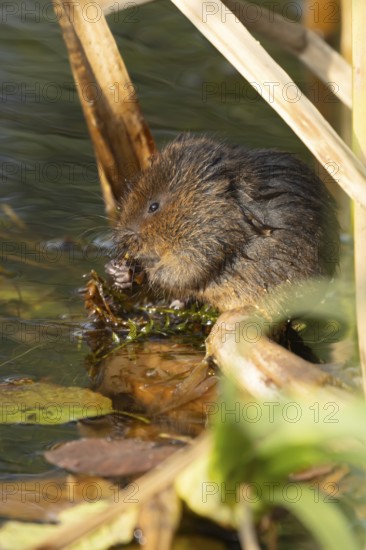 Water vole (Arvicola amphibius) adult rodent animal feeding on pond weed in a reedbed in summer,