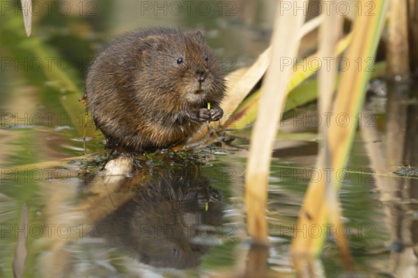 Water vole (Arvicola amphibius) adult rodent animal feeding in a reedbed in a pond in summer,