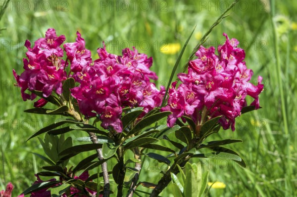Rusty-leaved alpenrose (Rhododendron ferrugineum), also known as rusty red alpine rose or rusty red
