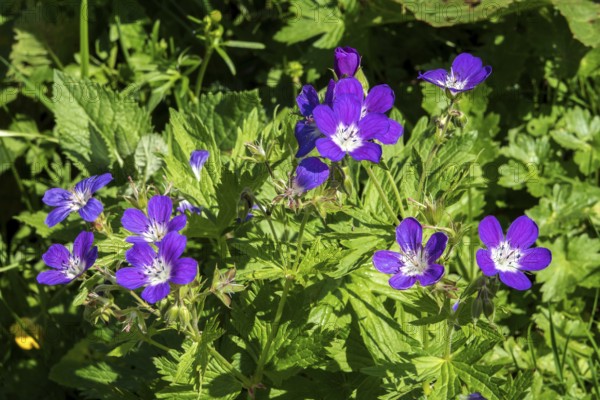Meadow cranesbill (Geranium pratense), also known as blue cranesbill, Oberstdorf, Oberallgäu,