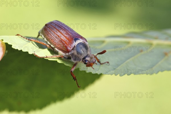 May beetle, wood cockchafer (Melolontha hippocastani), male, on leaf of a horse chestnut (Aesculus