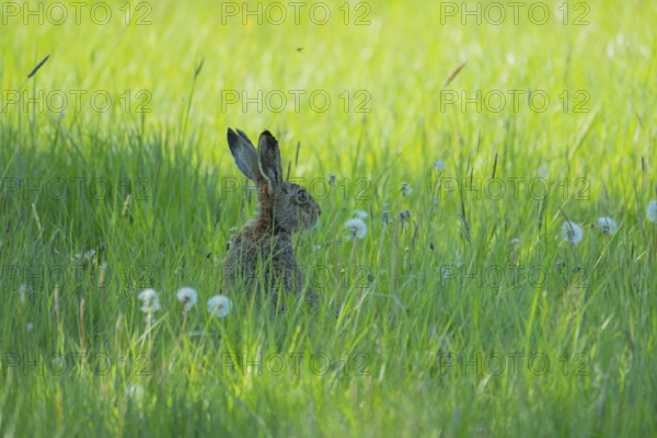 A hare (Lepus europaeus) sitting in the grass, animal photo, nature photo, wildlife, fauna,