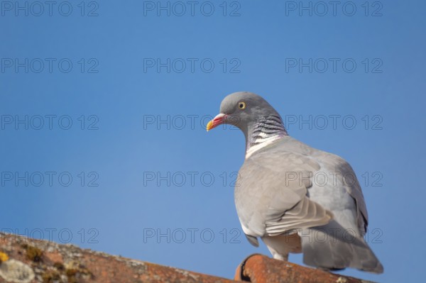 A wood pigeon (Columba palumbus) sitting on the roof ridge of a house, animal photo, bird, bird