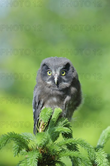Great horned owl (Aegolius funereus), young bird sitting on the top of a spruce, European spruce
