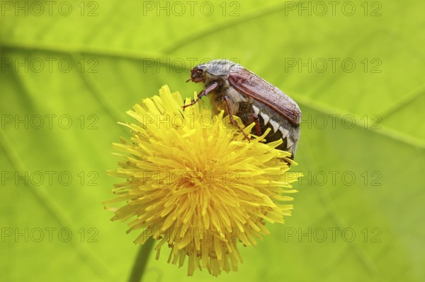Cockchafer, field cockchafer (Melolontha melolontha), female on a dandelion (Taraxacum) flower,