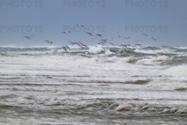 Herring gulls (Larus argentatus) in flight over the surf looking for starfish, wipe image, long