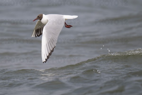 Black-headed gull (Chroicocephalus ridibundus) in summer plumage, flying above the sea surface,