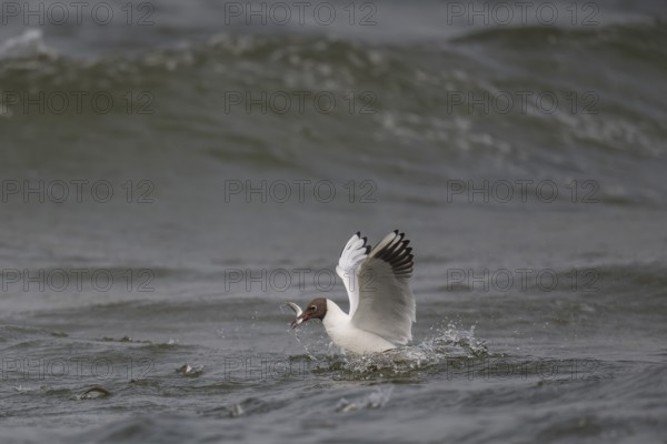 Black-headed gull (Chroicocephalus ridibundus) in summer plumage, swimming with a small fish in its