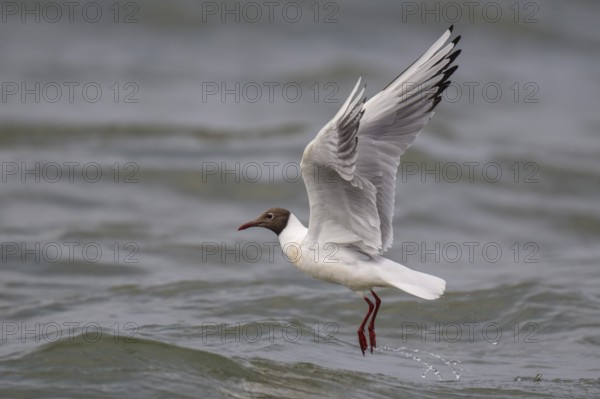 Black-headed gull (Chroicocephalus ridibundus) in summer plumage, in flight above the sea surface