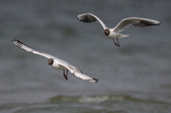 Black-headed gulls (Chroicocephalus ridibundus) in summer plumage, flying above the sea surface,