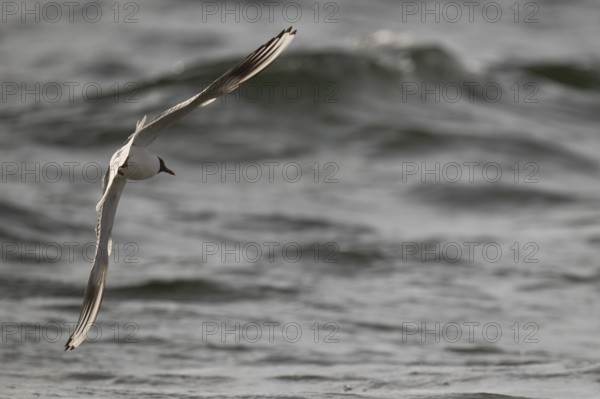Black-headed gull (Chroicocephalus ridibundus) in summer plumage, flying above the sea surface,
