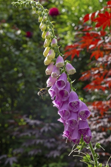 Common foxglove (Digitalis purpurea), bumblebee approaching, Sieversen, Rosengarten, Lower Saxony,