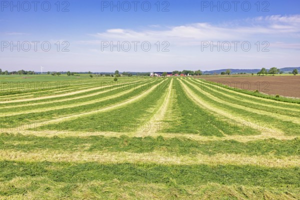 Freshly cut grass in swaths on a field for silage in a agricultural landscape a sunny summer day,