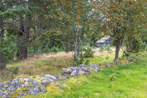 Stone wall in a pasture by a rowan tree with red berries and a old wooden barn by the forest edge