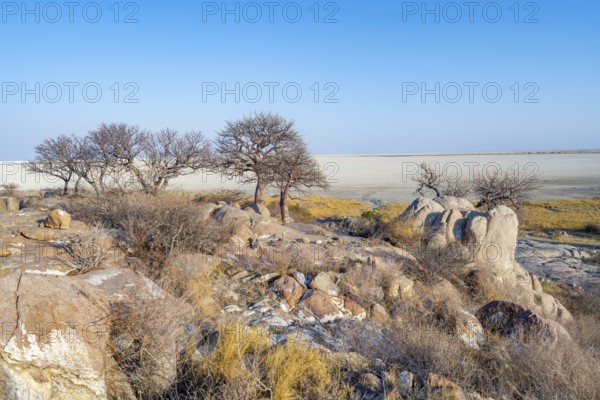 African baobab or baobab tree (Adansonia digitata), several trees overlooking the salt pan, Kubu