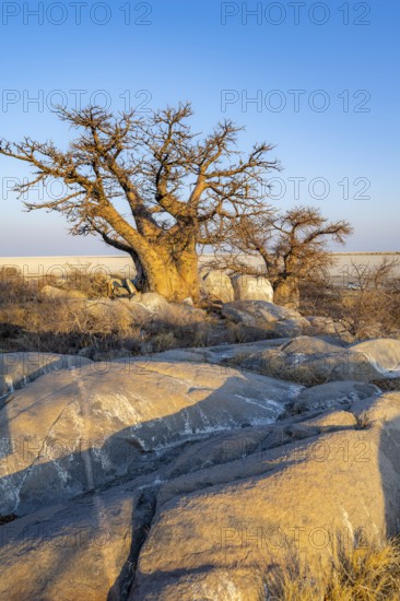 African baobab (Adansonia digitata), babobab with view over the salt pan in the evening light, Kubu