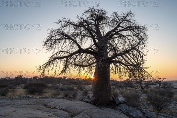 African baobab or baobab tree (Adansonia digitata), sun star at sunset, Kubu Island (Lekubu), Sowa