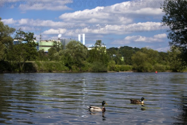 Pair of mallards on the Ruhr, in the background the German stainless steel works, Witten, Ruhr
