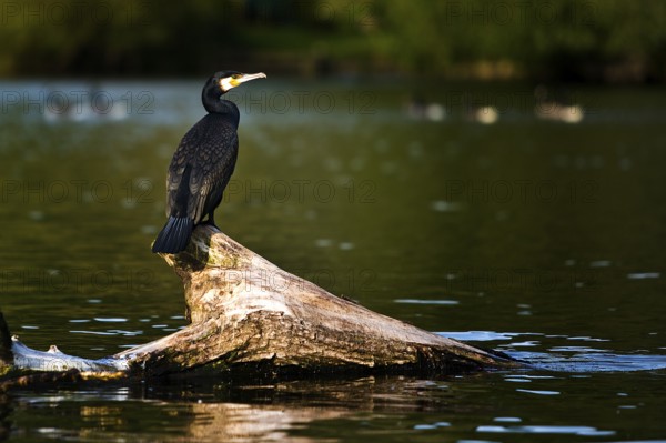 A cormorant (Phalacrocoracidae) sits on a tree stump in the Ruhr and looks out, Witten, Ruhr area,