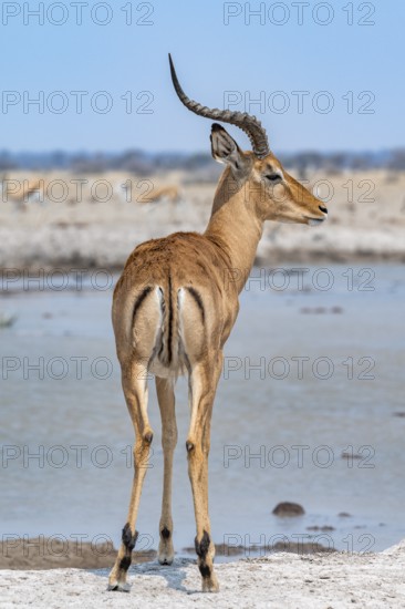 Impala (Aepyceros melampus) at a waterhole, black heeler antelope, male from behind, rump, Nxai Pan